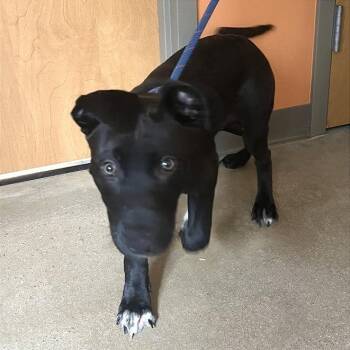 Great Success -  Pit Bull Terrier and Labrador Retriever Dog for Adoption in Baltimore, Maryland - Great Success | PetCurious