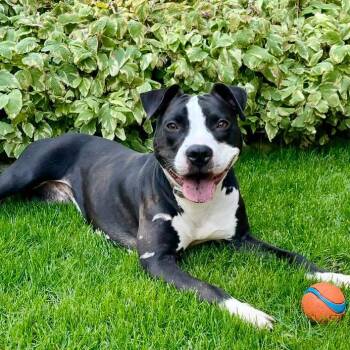 American Staffordshire Terrier Dogs Available for Adoption in Tacoma, Washington - Bailey | PetCurious