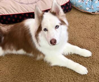 Husky Dogs Available for Adoption in Las Vegas, Nevada - Foxy Roxy | PetCurious