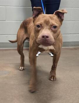 26-276 -  Pit Bull Terrier Dog for Adoption in Lindenhurst, New York - 26-276 | PetCurious