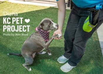 Pit Bull Terrier and Mixed Breed Dogs Available for Adoption in Kansas City, Missouri - Diana | PetCurious