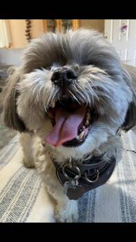 Shih Tzu Dogs Available for Adoption in Boone, Colorado - Boots | PetCurious