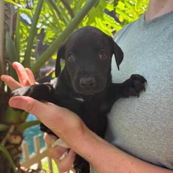 Doberman Pinscher and Mixed Breed Dogs Available for Adoption in Chino Hills, California - Radar (C000-095) * Available 5/16 * Costa Mesa Location | PetCurious