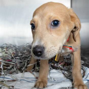 Plott Hound and Mixed Breed Dogs Available for Adoption - CONOR | PetCurious