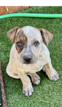 Gwynn -  Australian Cattle Dog Blue Heeler Dog for Adoption in El Cajon, California - Gwynn | PetCurious