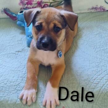 Dale -  Shepherd Dog for Adoption in Watertown, Wisconsin - Dale | PetCurious