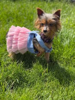 Yorkshire Terrier Dogs Available for Adoption in Decatur, Indiana - Iris | PetCurious