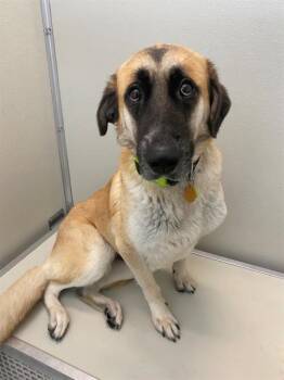 NALA -  Anatolian Shepherd and Mixed Breed Dog for Adoption in Forney, Texas - NALA | PetCurious