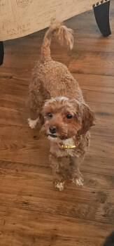 Cockapoo Dogs Available for Adoption in Coatesville, Pennsylvania - Bailey | PetCurious