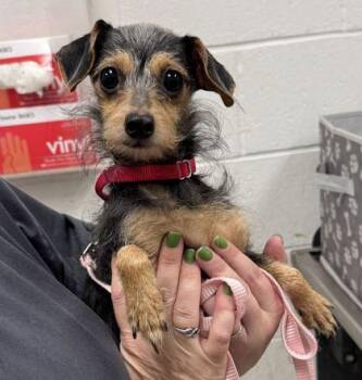 Lily -  Chihuahua and Terrier Dog for Adoption in Kansas City, Missouri - Lily | PetCurious