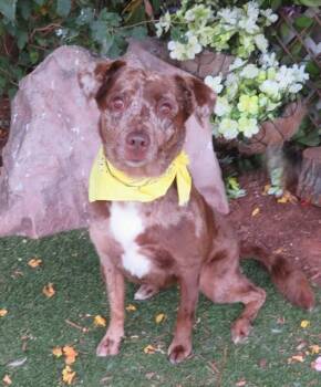 MYLA -  Catahoula Leopard Dog and Mixed Breed Dog for Adoption in Oklahoma City, Oklahoma - MYLA | PetCurious