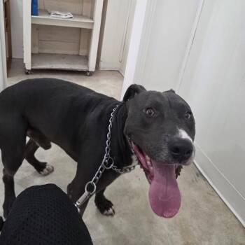 Blue -  American Staffordshire Terrier Dog for Adoption in San Diego, California - Blue | PetCurious