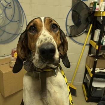 Treeing Walker Coonhound Dogs Available for Adoption - June Carter | PetCurious