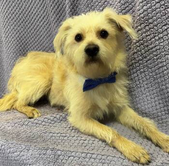 Willy -  Maltipoo Dog for Adoption in Lodi, California - Willy | PetCurious