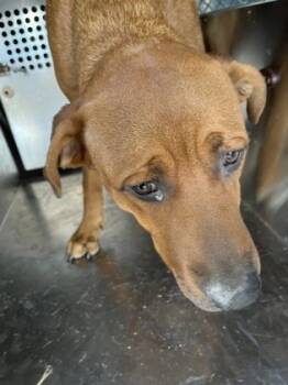 Rescue Retriever and Mixed Breed Dogs for Adoption in Fort Worth, Texas - Manny | PetCurious