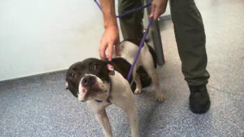 A1268931 -  Pit Bull Terrier Dog for Adoption in Charlotte, North Carolina - A1268931 | PetCurious