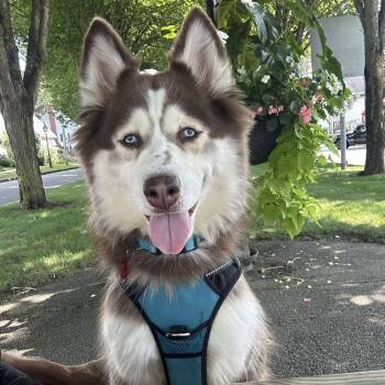Rescue Siberian Husky Dogs for Adoption in Groveland, Massachusetts - Skye | PetCurious