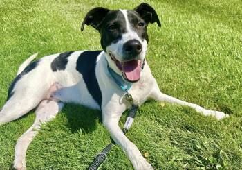 Rubix (Foster or Adopter needed!) -  Pointer Dog for Adoption in Westwood, New Jersey - Rubix (Foster Or Adopter Needed!) | PetCurious
