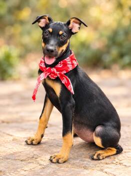 Simone -  Doberman Pinscher Dog for Adoption in Nahunta, Georgia - Simone | PetCurious