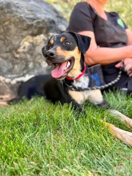 Free Bird -  German Pinscher and Mixed Breed Dog for Adoption in Fruit Heights, Utah - Free Bird | PetCurious