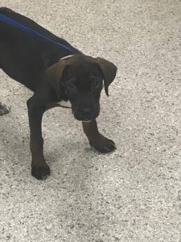 A432778 -  Labrador Retriever and Mixed Breed Dog for Adoption in Conroe, Texas - A432778 | PetCurious