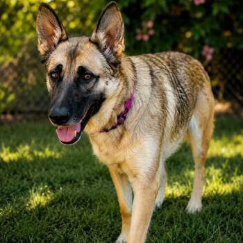 Delilah -  German Shepherd Dog Dog for Adoption in Phoenix, Arizona - Delilah | PetCurious