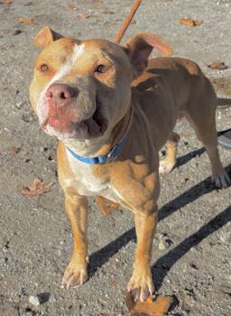Cleft -  Mixed Breed Dog for Adoption in Mckeesport, Pennsylvania - Cleft | PetCurious