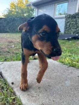 Fall Leaves Litter: Maple -  Miniature Pinscher Dog for Adoption in Dallas, Texas - Fall Leaves Litter: Maple | PetCurious