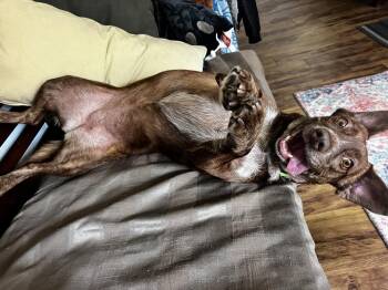 TESSA -  Cattle Dog Dog for Adoption in Broomfield, Colorado - TESSA | PetCurious