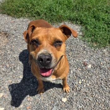 Maisley -  Mixed Breed Dog for Adoption in Marble, North Carolina - Maisley | PetCurious