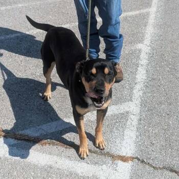 Mixed Breed Dogs Available for Adoption in Clarksville, Tennessee - West | PetCurious