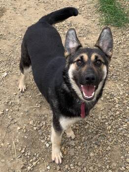 KIP -  Mixed Breed Dog for Adoption in High Level, Alberta - KIP | PetCurious