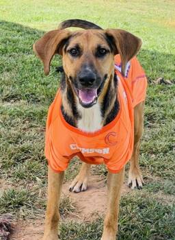 Rescue Hound and Mixed Breed Dogs for Adoption in Seneca, South Carolina - Danish $85 | PetCurious