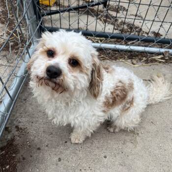 Yorkie Poo Dogs Available for Adoption in Fairmont, Minnesota - Oso  | PetCurious