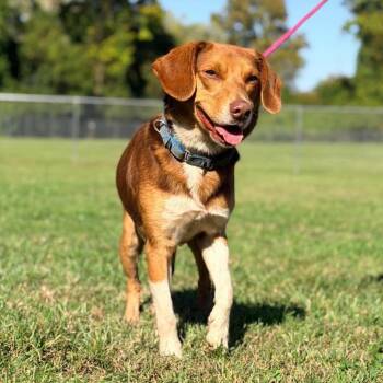 Thayer -  Beagle Dog for Adoption in Washington, District Of Columbia - Thayer | PetCurious