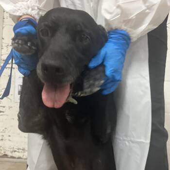 Lumy -  Labrador Retriever and Mixed Breed Dog for Adoption in Edinburg, Texas - Lumy | PetCurious