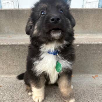 Hendrix -  Mixed Breed Dog for Adoption in Buffalo, Minnesota - Hendrix | PetCurious