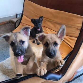 Tino -  Belgian Shepherd Malinois Dog for Adoption in Las Vegas, Nevada - Tino | PetCurious