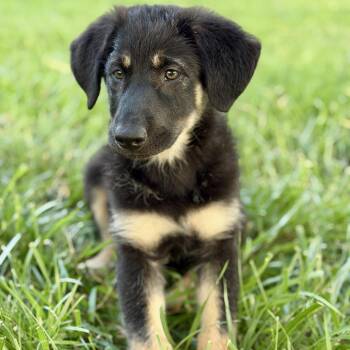 Aggie -  Golden Retriever and German Shepherd Dog Dog for Adoption in Potomac, Maryland - Aggie | PetCurious