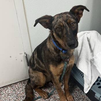 Hermione -  Mixed Breed Dog for Adoption in Salt Lake City, Utah - Hermione | PetCurious