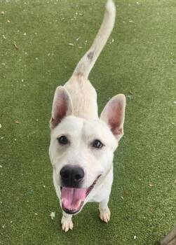 Palomo -  Siberian Husky and German Shepherd Dog Dog for Adoption in Austin, Texas - Palomo | PetCurious