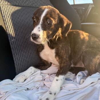 Mixed Breed Dogs Available for Adoption - Becca | PetCurious