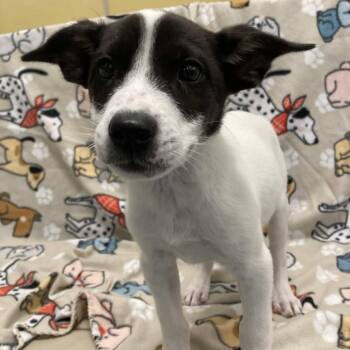 Collie and Pit Bull Terrier Dogs Available for Adoption in Beaumont, Texas - Mojito | PetCurious