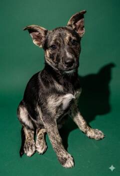 Mixed Breed Dogs Available for Adoption in Jacksonville, Florida - KATYDID | PetCurious