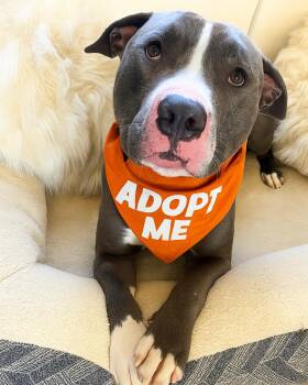 Rescue American Staffordshire Terrier Dogs for Adoption in Los Angeles, California - Walter | PetCurious