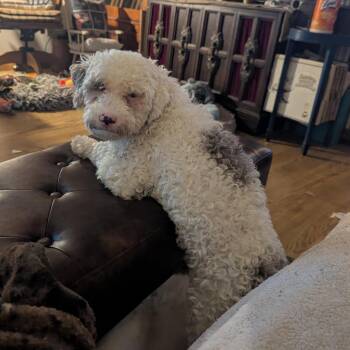 Polly -  Old English Sheepdog and Miniature Poodle Dog for Adoption in Rochester, Minnesota - Polly | PetCurious