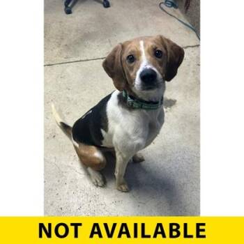 Mixed Breed Dogs Available for Adoption - Shrub | PetCurious