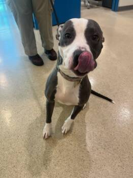 Pit Bull Terrier Dogs Available for Adoption in Manassas, Virginia - Waffles (ID 51105/1261) | PetCurious