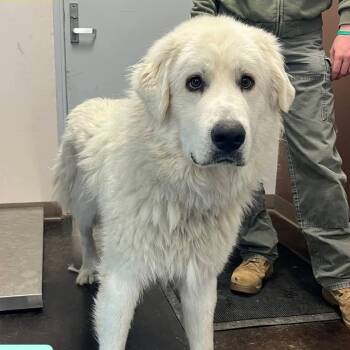 Jack -  Great Pyrenees Dog for Adoption in Cedar Rapids, Iowa - Jack | PetCurious