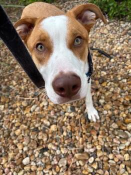 Malinski -  Mixed Breed Dog Available for Adoption in Fort Collins, Colorado - Malinski | PetCurious